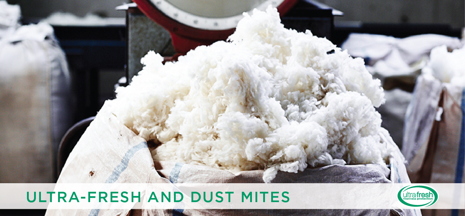 Dust Mites: What They Are & How to Prevent Them - Ultra Fresh